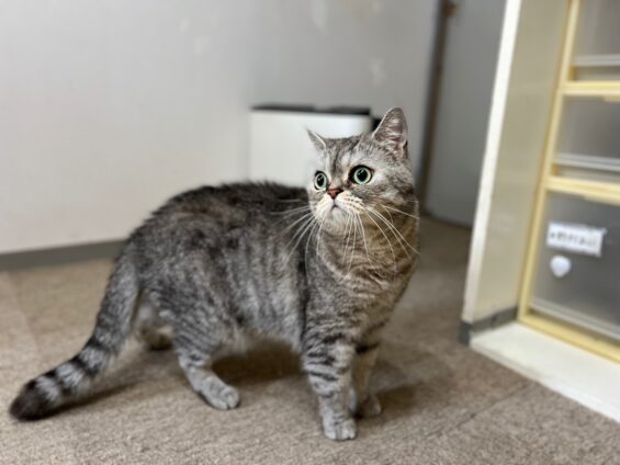ヌーノクラブ　猫専用ペットホテル　都内　中野区　フリースペースでのびのび　お預り中の猫ちゃん　エキゾチックの銀次