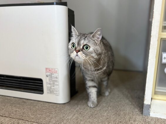 ヌーノクラブ　猫専用ペットホテル　都内　中野区　フリースペースでのびのび　お預り中の猫ちゃん　エキゾチックの銀次