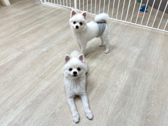 ヌーノクラブ 犬のペットホテル 東京 中野区 フリースペースでのびのび お預かり中 ポメラニアンのもも・リボン