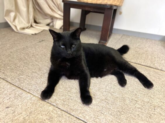 ヌーノクラブ 猫専用ペットホテル 都内 中野区 フリースペースでのびのび お預り中の猫ちゃん 黒猫のハル・ポニャ