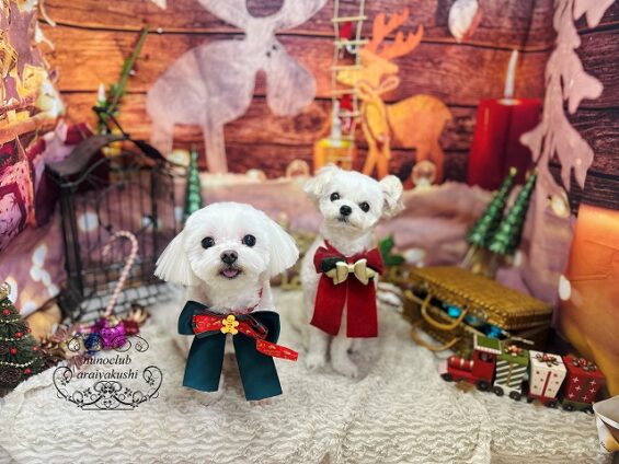 ペットサロン、ヌーノクラブ、可愛くリーズナブルにトリミング