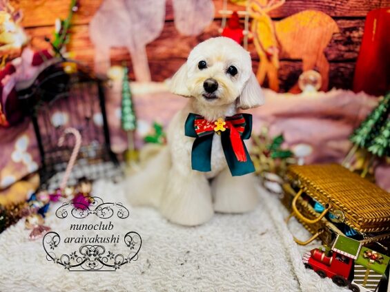 ペットサロン、ヌーノクラブ、可愛くリーズナブルにトリミング ペキプーのクリ2_640