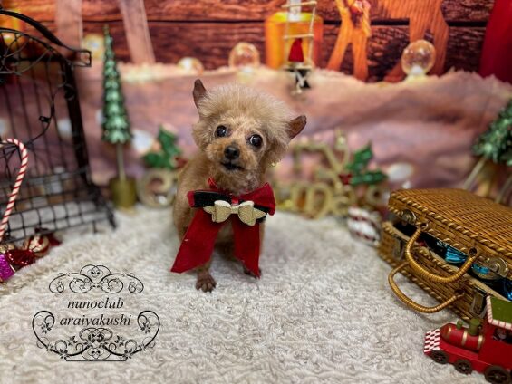 ペットサロン、ヌーノクラブ、可愛くリーズナブルにトリミング トイプードルのアニー