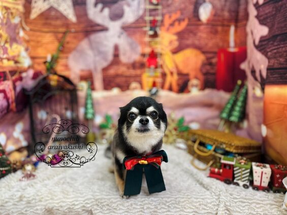 ペットサロン、ヌーノクラブ、可愛くリーズナブルにトリミング