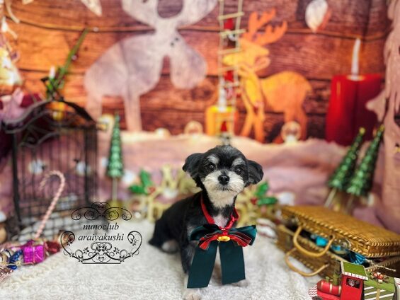 ペットサロン、ヌーノクラブ、可愛くリーズナブルにトリミング