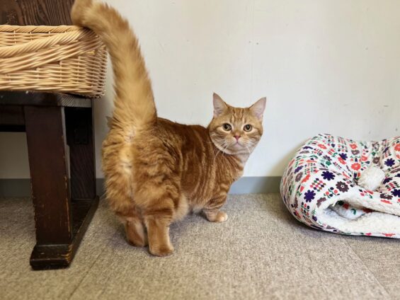 ヌーノクラブ　猫専用ペットホテル　都内　中野区　フリースペースでのびのび　お預り中の猫ちゃん　マンチカンのマータン