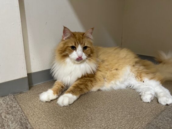 ヌーノクラブ　猫専用ペットホテル　都内　中野区　フリースペースでのびのび　お預り中の猫ちゃん　ノルウェージャンフォレストキャットのソラちゃん