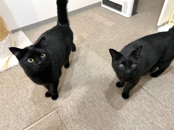 ヌーノクラブ　猫専用ペットホテル　都内　中野区　フリースペースでのびのび　お預り中の猫ちゃん　黒猫のハル・ポニャ