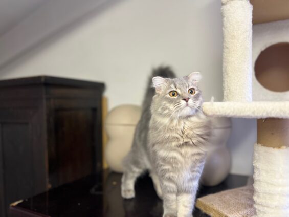 ヌーノクラブ 猫専用ペットホテル 都内 中野区 フリースペースでのびのび お預り中の猫ちゃん スコティッシュフォールドのルル