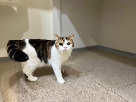 ヌーノクラブ 猫専用ペットホテル 都内 中野区 フリースペースでのびのび お預り中の猫ちゃん スコティッシュフォールドのスコ