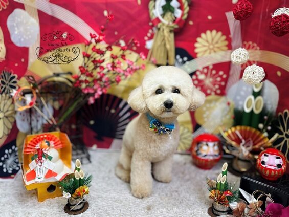 ペットサロン、ヌーノクラブ、可愛くリーズナブルにトリミング