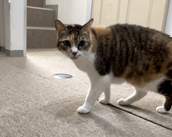 ヌーノクラブ　猫専用ペットホテル　都内　中野区　フリースペースでのびのび　お預り中の猫ちゃん　三毛猫のキィー