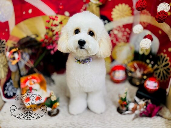 ペットサロン、ヌーノクラブ、可愛くリーズナブルにトリミング　MIXの宇右衛門_640