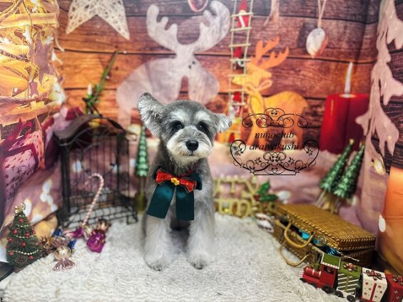 ペットサロン、ヌーノクラブ、可愛くリーズナブルにトリミング　