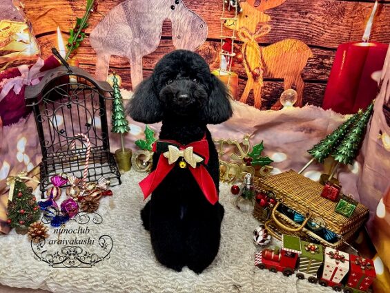 ペットサロン、ヌーノクラブ、可愛くリーズナブルにトリミング トイプードルのアンバー3_640