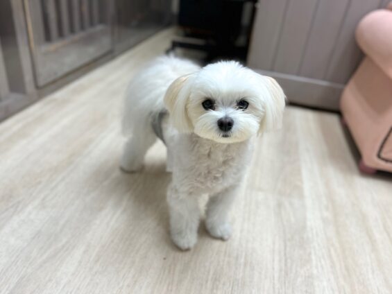 ヌーノクラブ 犬のペットホテル 東京 中野区 フリースペースでのびのび お預かり中 マルチーズ×ポメラニアンのモコ