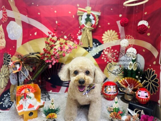 ペットサロン、ヌーノクラブ、可愛くリーズナブルにトリミング　トイプードルのちい２_640