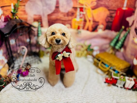 ペットサロン、ヌーノクラブ、可愛くリーズナブルにトリミング トイプードルのアニー2_640