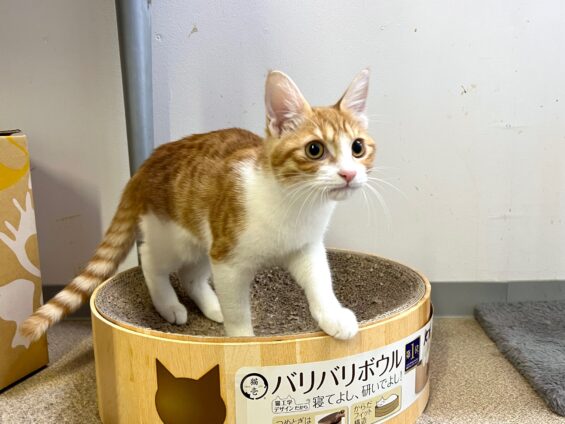 ヌーノクラブ 猫専用ペットホテル 都内 中野区 フリースペースでのびのび お預り中の猫ちゃん MIXのルイ