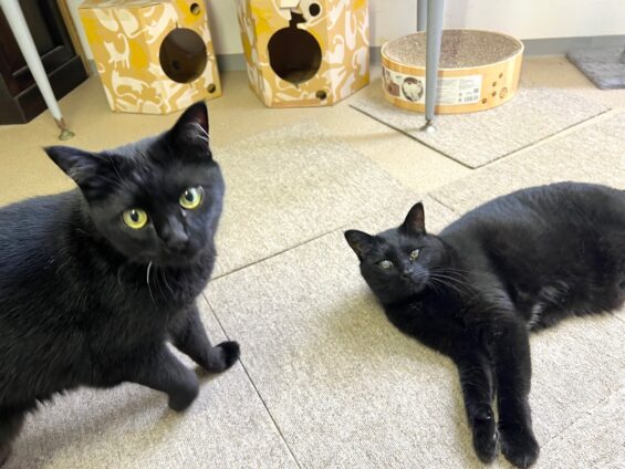 ヌーノクラブ 猫専用ペットホテル 都内 中野区 フリースペースでのびのび お預り中の猫ちゃん 黒猫のハル・ポニャ