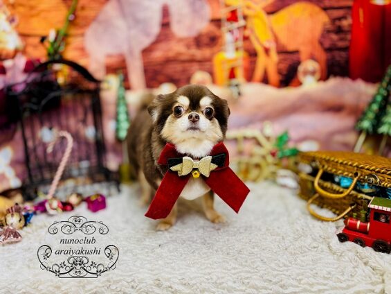 ペットサロン、ヌーノクラブ、可愛くリーズナブルにトリミング　チワワのちっぷ２_640