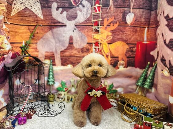 ペットサロン、ヌーノクラブ、可愛くリーズナブルにトリミング