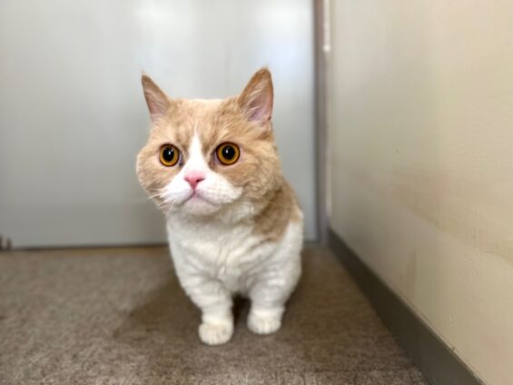 ヌーノクラブ　猫専用ペットホテル　都内　中野区　フリースペースでのびのび　お預り中の猫ちゃん　ラムキンの丈二