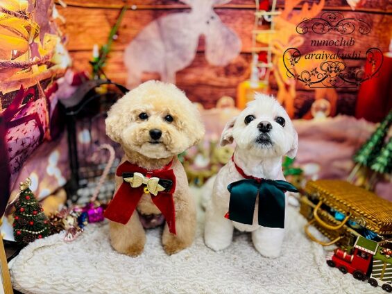 ペットサロン、ヌーノクラブ、可愛くリーズナブルにトリミング　トイプードルの音とMIXの詩_640