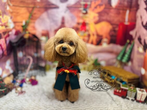 ペットサロン、ヌーノクラブ、可愛くリーズナブルにトリミング　トイプードルのチャム２_640