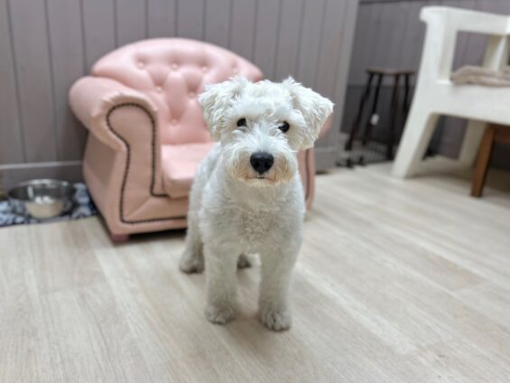 ヌーノクラブ 犬のペットホテル 東京 中野区 フリースペースでのびのび お預かり中 ミニチュアシュナウザーのチャック