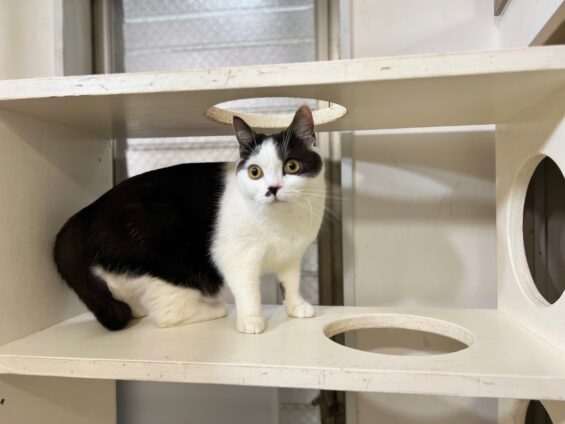 ヌーノクラブ 猫専用ペットホテル 都内 中野区 フリースペースでのびのび お預り中の猫ちゃん スコティッシュフォールドのよもぎ