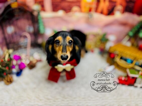 ペットサロン、ヌーノクラブ、可愛くリーズナブルにトリミング　ダックスのコロ_640