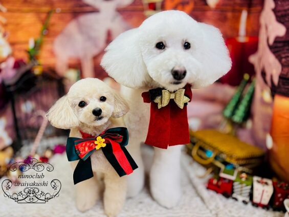 ペットサロン、ヌーノクラブ、可愛くリーズナブルにトリミング トイプードルのモカ、チョビ2_640