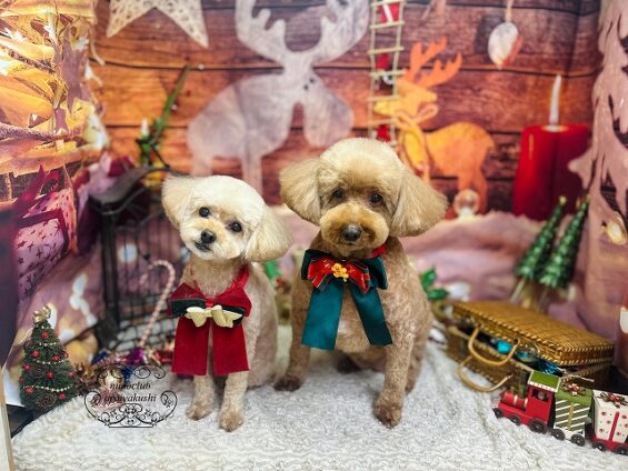 ペットサロン、ヌーノクラブ、可愛くリーズナブルにトリミング　トイプードルのうた、てと_640