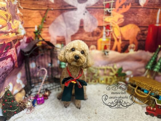 ペットサロン、ヌーノクラブ、可愛くリーズナブルにトリミング