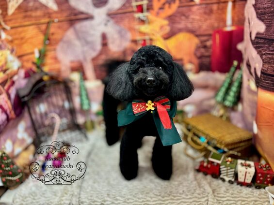 ペットサロン、ヌーノクラブ、可愛くリーズナブルにトリミング　トイプードルのアンバー２ (2)_640