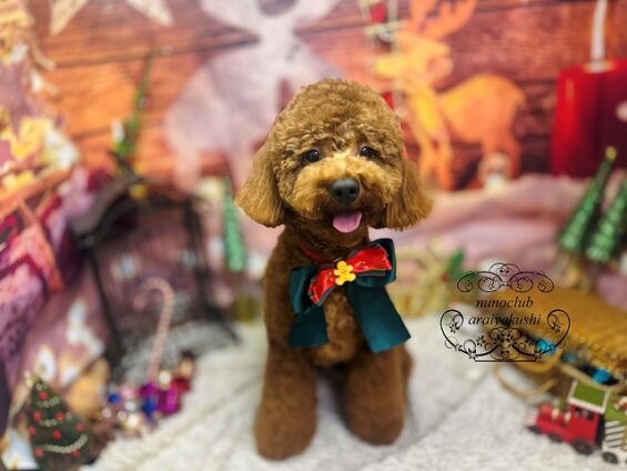 ペットサロン、ヌーノクラブ、可愛くリーズナブルにトリミング トイプードルのローラ2_640
