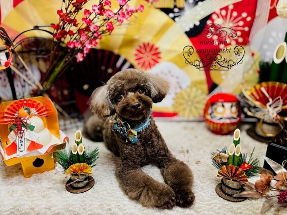 ペットサロン、ヌーノクラブ、可愛くリーズナブルにトリミング　トイプードルのコロ２_640