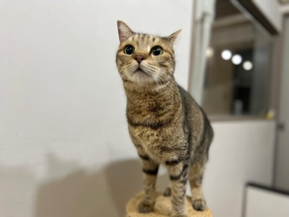 ヌーノクラブ 猫専用ペットホテル 都内 中野区 フリースペースでのびのび お預り中の猫ちゃん MIXのルナ