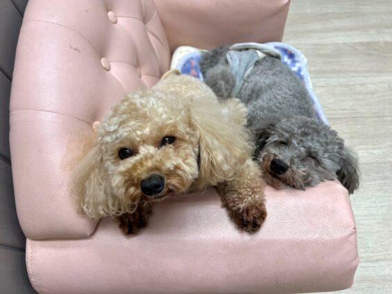 ヌーノクラブ　犬のペットホテル　東京　中野区　フリースペースでのびのび　お預かり中　トイプードルのハル・和栗