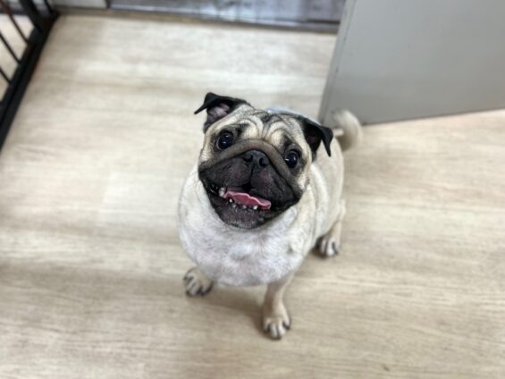 ヌーノクラブ 犬のペットホテル 東京 中野区 フリースペースでのびのび お預かり中 パグのこてつ