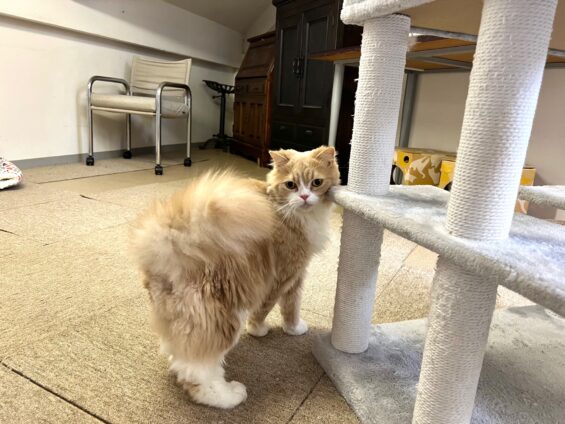 ヌーノクラブ 猫専用ペットホテル 都内 中野区 フリースペースでのびのび お預り中の猫ちゃん スコティッシュフォールドのメル