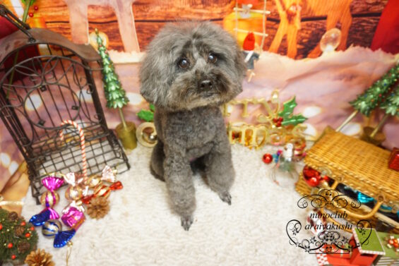 ペットサロン、ヌーノクラブ、可愛くリーズナブルにトリミング トイプードルのベリー9