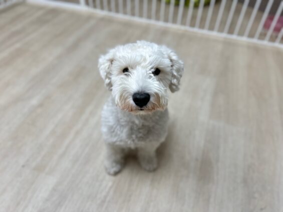 ヌーノクラブ 犬のペットホテル 東京 中野区 フリースペースでのびのび お預かり中 ミニチュアシュナウザーのチャック