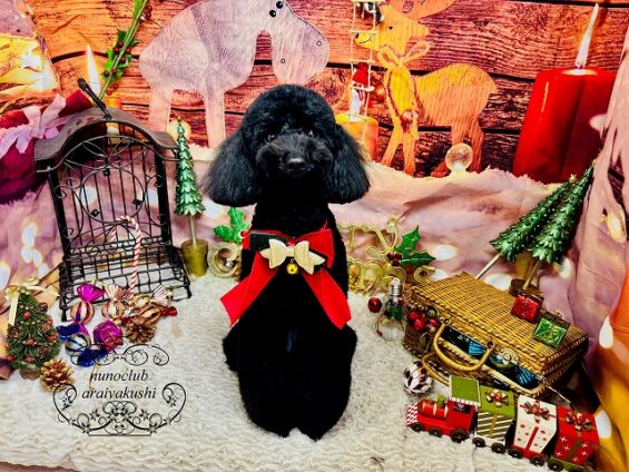 ペットサロン、ヌーノクラブ、可愛くリーズナブルにトリミング　トイプードルのアンバー２_640