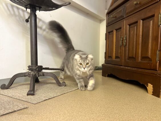 ヌーノクラブ 猫専用ペットホテル 都内 中野区 フリースペースでのびのび お預り中の猫ちゃん スコティッシュフォールドのルル