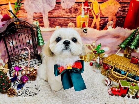 ペットサロン、ヌーノクラブ、可愛くリーズナブルにトリミング