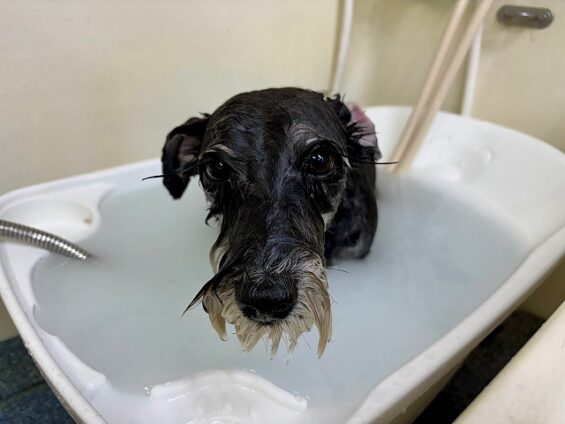 ペットサロン、ヌーノクラブ、可愛くリーズナブルにトリミング　シュナウザーの未来バブル_640