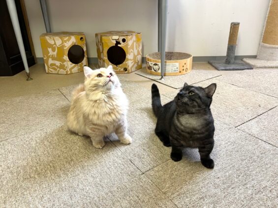 ヌーノクラブ 猫専用ペットホテル 都内 中野区 フリースペースでのびのび お預り中の猫ちゃん マンチカンのカフネ・ルカ