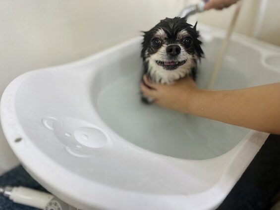 ペットサロン、ヌーノクラブ、可愛くリーズナブルにトリミング